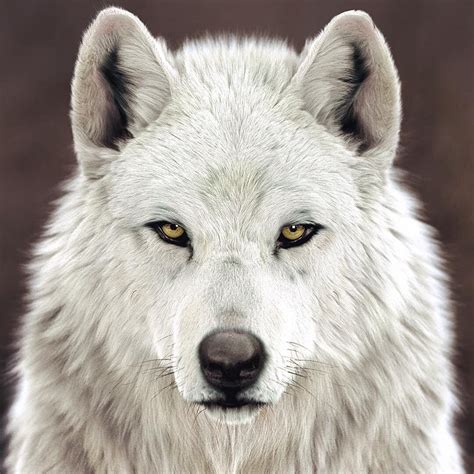 Artstation White Wolf Test Massimo Righi Wolf With Blue Eyes