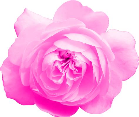 6 Pink Rose Png Transparent