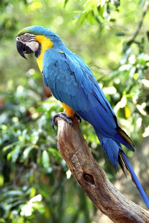 Blue And Gold Macaw Facts Care As Pets Price Pictures Singing