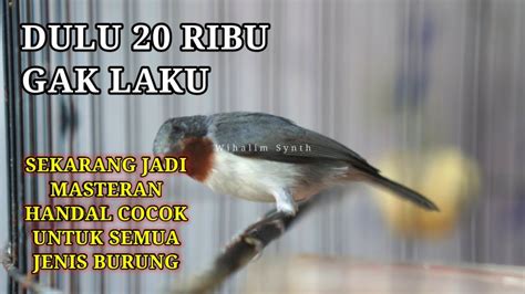 Burung Ini Dulu Ribu Gak Laku Tapi Sekarang Jadi Masteran Handal Untuk Semua Jenis Burung