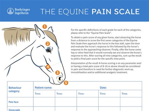 The Equine Pain Scale Southwest Equine Veterinary Group