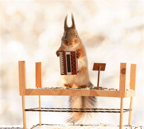 Cuteness Overload Look At These Squirrels Playing Miniature Musical