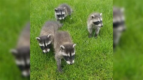 Wisconsin Woman Saves Raccoon Kits With Three Simple Steps Wfrv