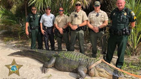 florida wildlife officials capture 13 foot gator