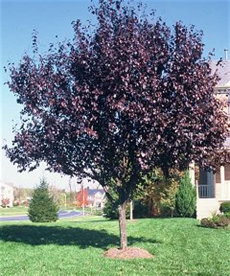 Plums are on the mountain and are the most elevated fruit you can get so far. Stadler Garden Centers