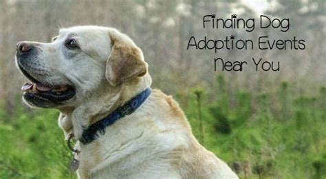 Our nearby location finder app what is near to me? is live on google play store to guide you about your nearby places. 5 Tips to Find Dog Adoption Events Near You - http://www ...
