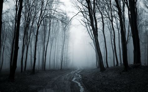 Tree Forest Road Fog Rain Autumn Mood Wallpaper 2560x1600 720988