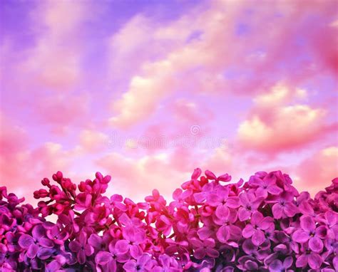 Blooming Purple Lilac Flowers Close Up At Sunset Stock Photo Image