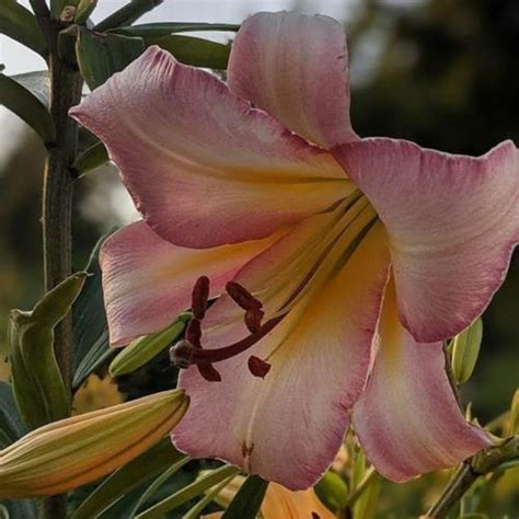 Lily Lilium Eastern Moon In The Lilies Database
