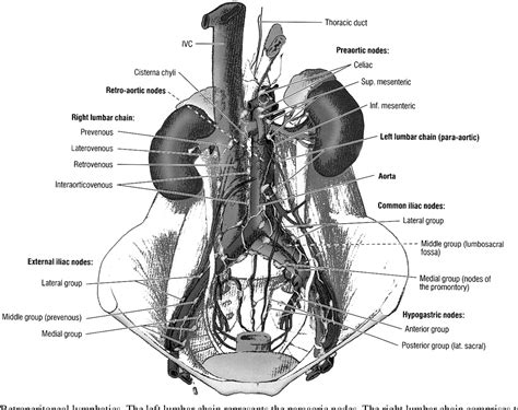 Figure 4 From Surgical Anatomy Of The Retroperitoneal Spaces Part Iii