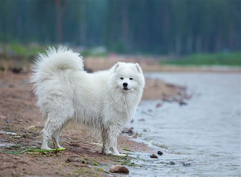 Find and save images from the samojede collection by alexandra (alexandraehs) on we heart it, your everyday app to get lost in what you love. Samojede Hund im Rasseportrait | ZooRoyal Magazin