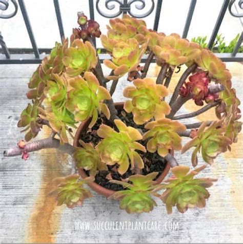 Check spelling or type a new query. How to Prevent Aeoniums From Dying After Flowering ...