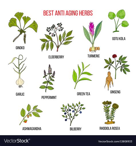 Fresh dandelion or commercially prepared herbal formulas made from this plant can help. Collection of anti aging herbs Royalty Free Vector Image
