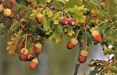 Great oaks from little acorns grow. Acorn Symbolism - What Does this Little Nut Mean? - Symbol ...