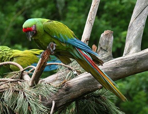 Breeding in south america, middle america: CHESTNUT-FRONTED MACAW LIFE EXPECTANCY