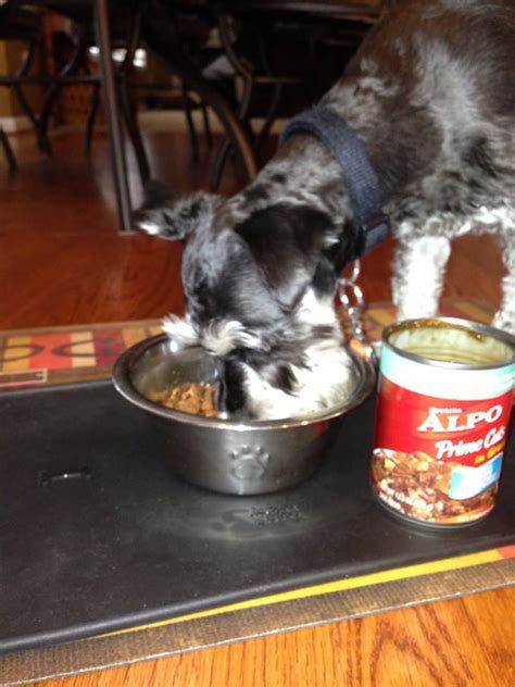 Growth, maintenance, all life stages, supplemental or unspecified. ALPO® Wet Dog Food Review