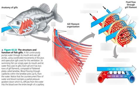 Biology Chapter 42 The Structure And Function Of Fish Gills Diagram