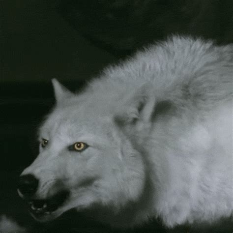 Red black and white wolf anime gif. white wolf gif | Tumblr