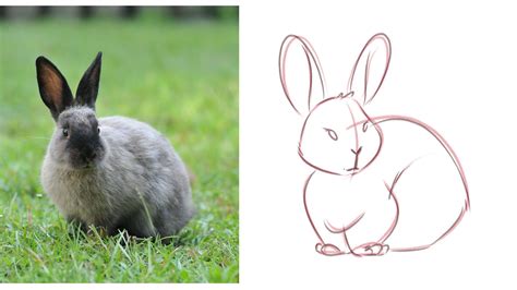 Learn To Draw A Bunny In A Simple And Easy Step By Step Tutorial