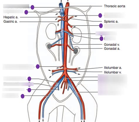 Cat Veins And Arteries Diagram Quizlet