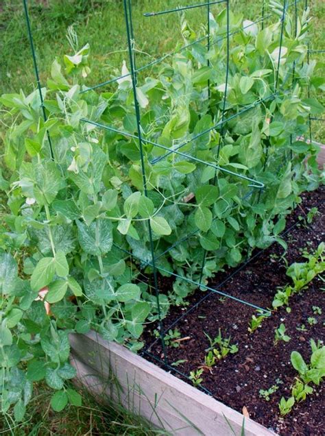Growing Sugar Snap Peas Plant Two Rows Of Seeds In A Raised Garden Bed