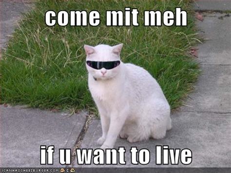Come Mit Meh Lolcats Lol Cat Memes Funny Cats Funny Cat