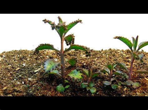 1000 mothers to prevent violence is a 501(c)3 nonprofit organization dedicated to helping families and friends of homicide victims. Time Lapse of Kalanchoe 'Mother of Thousands' Plantlets ...
