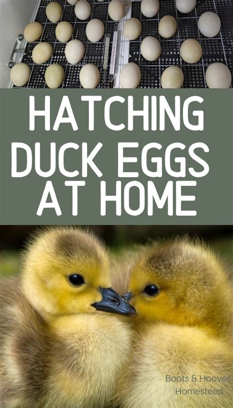 That being said, i have had early hatches and late hatches, both in incubators (at the correct temperature) and under broody hens. How to Hatch Duck Eggs - Boots & Hooves Homestead