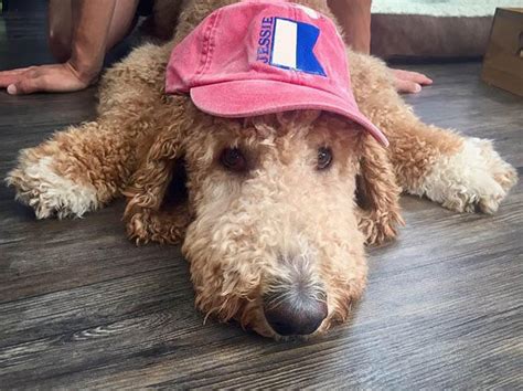 27 Funny Dogs In Hats Caps And Visors √ Photos And Videos Homemade Diy