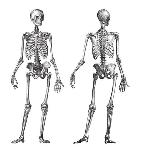 182500 Human Skeleton Stock Photos Pictures And Royalty Free Images