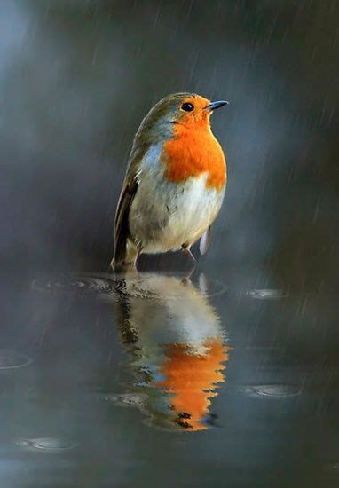 Cute Birds In Rain Goimages World