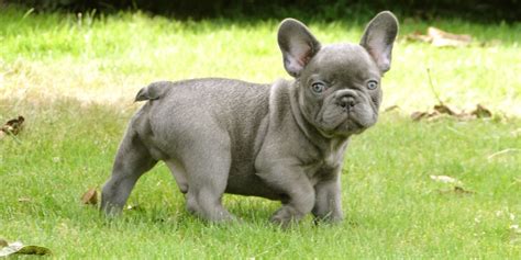 Contact us today to learn more about these miniature english. French Bulldog - My Doggy Rocks