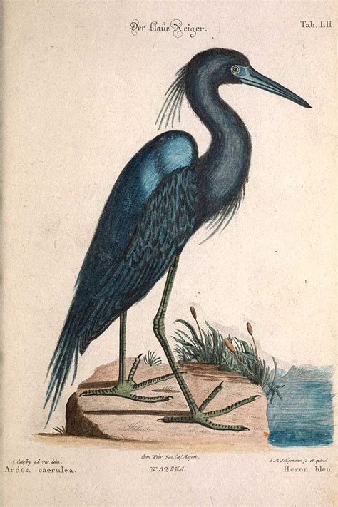 Free Vintage Heron Paintings To Download Including This 1768 Mark