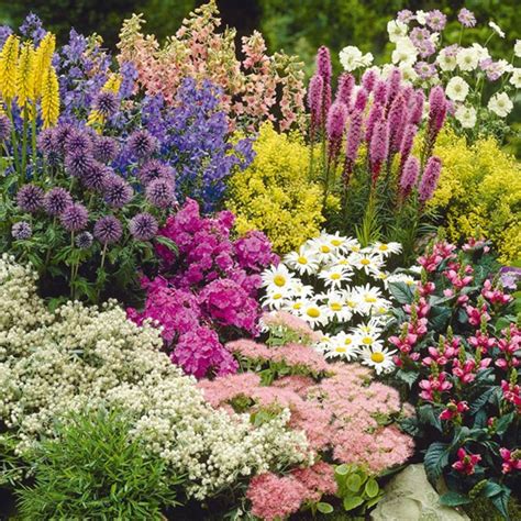 The cottage garden is the working man's garden, it's style dictated by reasons other than the garden plots were only as large as necessary to meet the needs of the tenants, and the plants. Cottage Garden Perennial Plants - Our Selection | Suttons