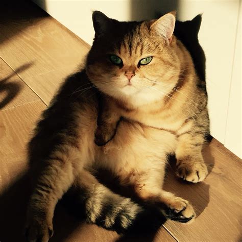 We did not find results for: British Shorthair golden