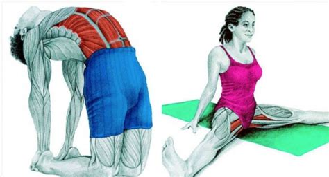 ejercicios de estiramiento para principiantes que le muestran exactamente qué músculos debe