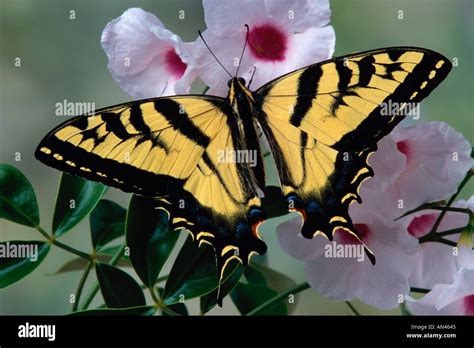 Butterfly The Western Tiger Swallowtail Or Papilio Rutulus Rutulus