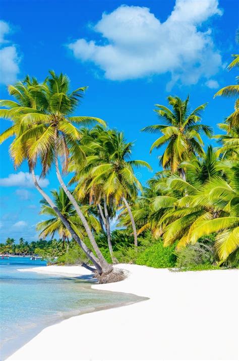 Caribbean Beach With White Sand And Palm Trees Stock Photo Image Of