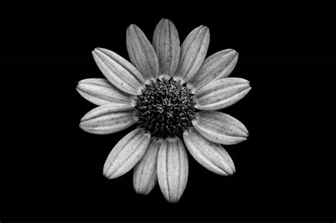 Plant in full sun or partial shade. Jason McGroarty Takes Black And White Flowers Photos To ...