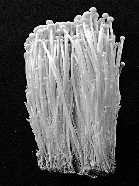 Enoki mushrooms can be simmered in soy sauce and mirin —a sweet japanese rice wine—to create a side dish for rice, soup. Enoki mushrooms 2 Photograph by David Wenman