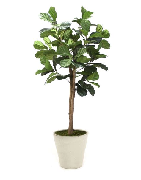 I've probably done everything wrong with this tree at some time or another. Distinctive Designs Fiddle Leaf Tree in Planter & Reviews ...