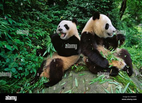 Two Panda Cubs Eating Bamboo Wolong Sichuan China Stock Photo Alamy