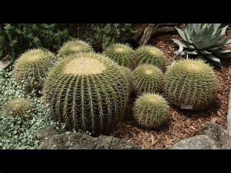 After doing so, golden barrel cactus must recharge for 4 seconds. Golden Barrel cactus |Daphne Richards |Central Texas ...