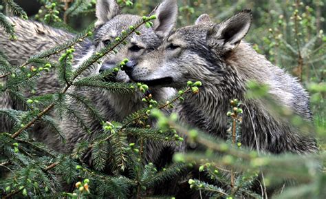 Wolf And Fox Encounter Predator Experience Cumbria Falconry Days