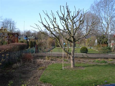 Wie hoch soll der baum werden? Hilfe: Apfelbaumschnitt steht an - Mein schöner Garten Forum