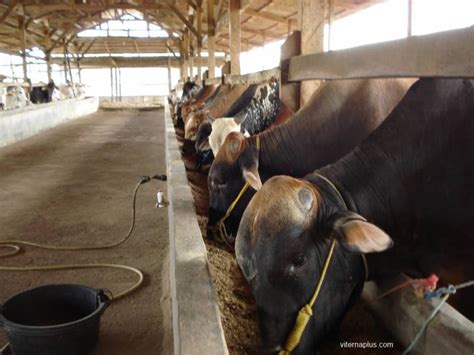 Hal ini menjadikan peternak lebih tertarik ternak sapi limosin. Denah Kandang Sapi Limosin / 24 Desain Konstruksi Kandang ...