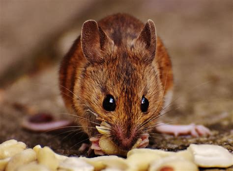 The Best Ways To Catch A Mouse Dengarden