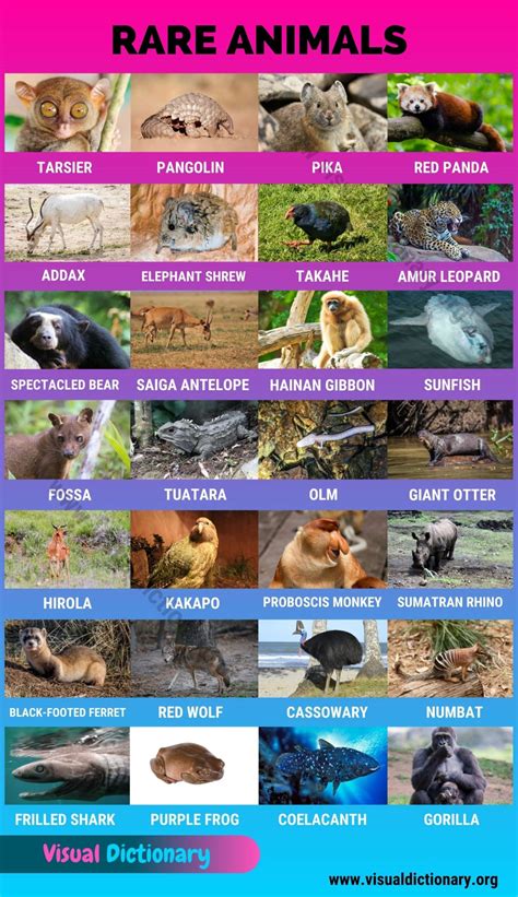 Animals: 1000+ Animal Names | Great List of All Animals