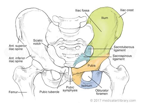 Human Male Abdomen