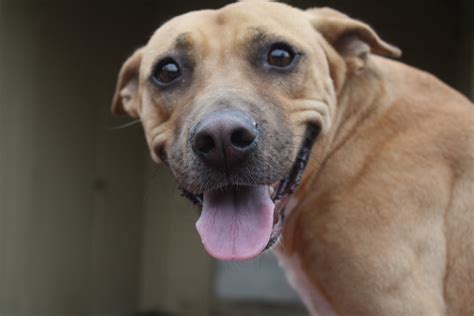 Some people want to get a purebred puppy and think their only option is to go to a local pet store or dog breeder near them. Houston Indie Dog Rescue: Moonpie, the Southern Belle ...